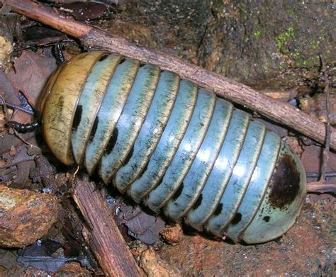  Pill Millipede: Can This Armored Arthropod Survive a Crushing Blow?