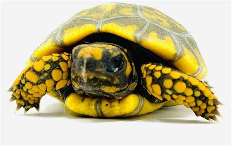 Yellow-Footed Tortoise!  An Omnivorous Reptile That Can Live for Over 100 Years Making It an Exceptional Pet Choice