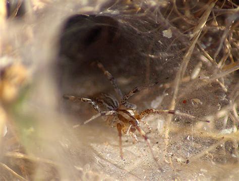 Agelenopsis: A Tiny Weaver With an Immense Appetite For Insects