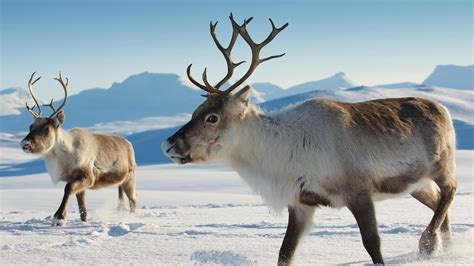 Are Caribou and Reindeer the Same Animal? And Why Do They Love Snow So Much?