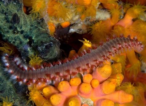 Bristle Worm: A Master of Disguise Living Amongst Underwater Vegetation!