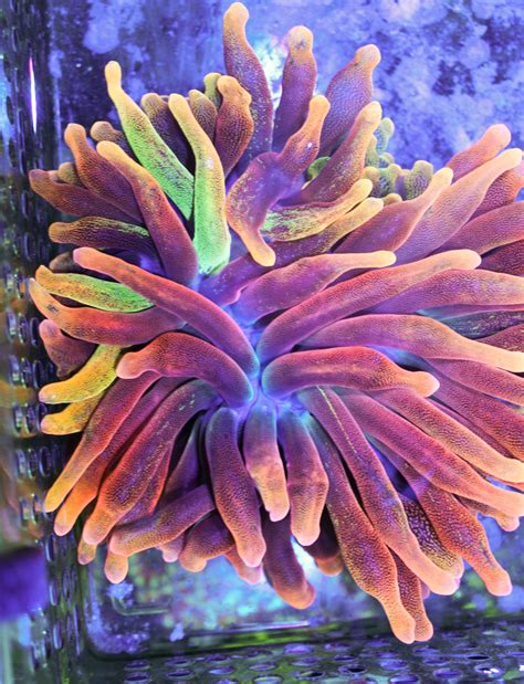  Bubble-Tip Anemone: These Colorful Underwater Creatures Exhibit Both Symbiotic and Predatory Behaviors!