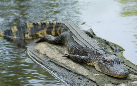 Caiman! These Ancient Armored Reptiles Thrive Both On Land And In Water, Making Them True Masters Of Two Worlds