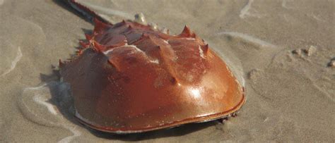 Can you have a horseshoe crab as a pet, and what if they could teach us about time travel?