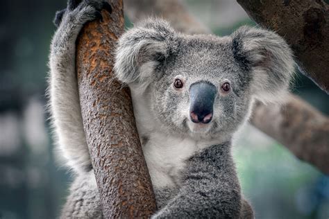 Can You Have a Koala as a Pet? And Why Do They Always Look Like They’re Judging You?