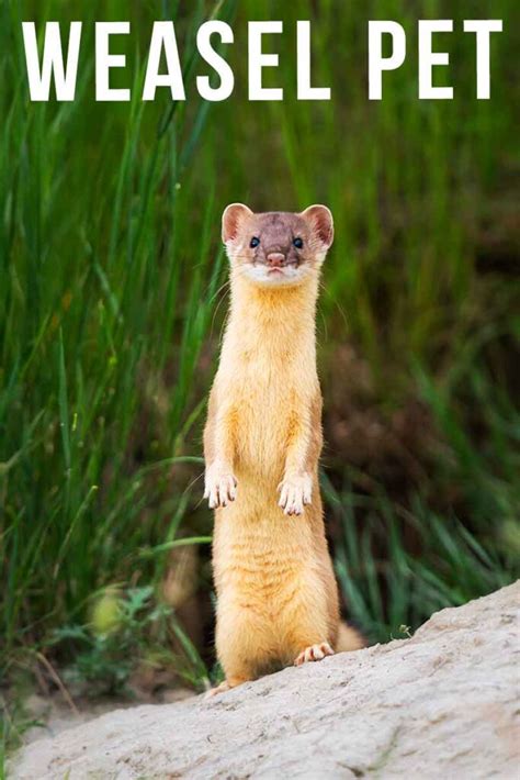 Can You Keep a Weasel as a Pet, and Why Would You Want to Keep a Fish in Your Pocket?