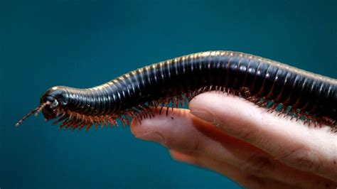 Chambered Millipede: This Many-Legged Marvel Is Not Only A Master Of Regeneration But Also An Exceptional Ecosystem Engineer!