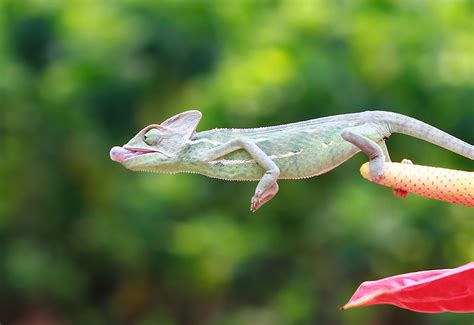  Chameleon: A Master of Camouflage With an Eyesight That Rivals Any Telescope!