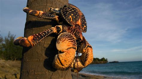 Coconut Crab: A Deep Dive into the World’s Largest Land-Living Arthropod and Its Astonishing Lifestyle Adaptations!