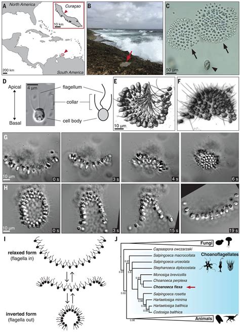  Colonial Choanoflagellate: A Tiny Beating Wonder Exploring Life as a Multicellular Colony!