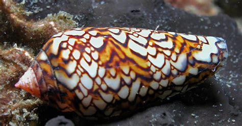  Cone Snail - Where Exquisite Shells Meet Deadly Venom!