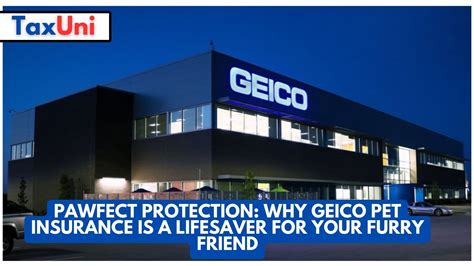 Does Geico Have Pet Insurance? Exploring the Intersection of Furry Friends and Financial Security