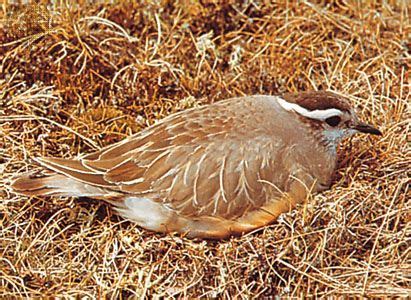  Dotterel! This Migratory Bird Known For Its Unique Calls Also Exhibits Remarkable Camouflage Abilities