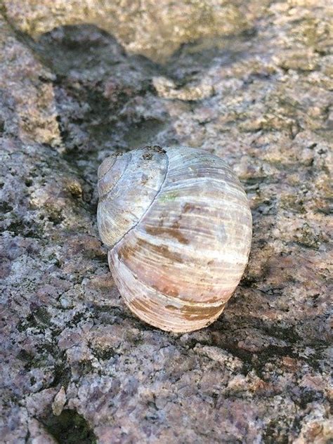  Elegant Eater - Exploring the World of the Elegant Snail: A Master of Camouflage and Shell Construction