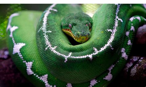  Emerald Tree Boa - Discover Its Mesmerizing Beauty While Unraveling the Secrets of its Arboreal Lifestyle!