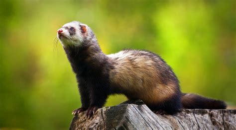  Ferret – A Small Mustelid With an Impish Grin and an Undying Curiosity