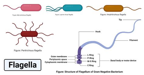  Flagellates: Tiny Whips and Mighty Masters of Movement!