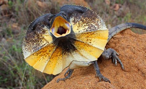  Frill-necked Lizard: A Marvelous Reptile Displaying Both Regal Elegance and Lightning-Fast Reflexes!