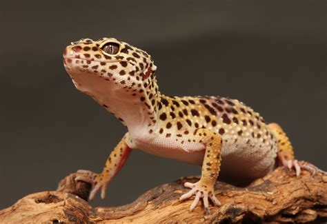  Gecko: Can This Tiny Lizard with Striking Patterns Conquer Your Home?