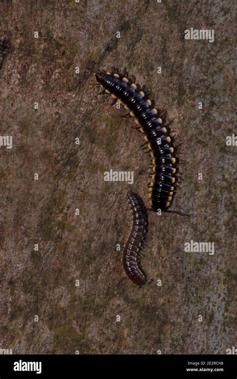  Harpaphe Haydeni: This Magnificent Millipede With Legs For Days Embraces Decomposition with Exquisite Gusto