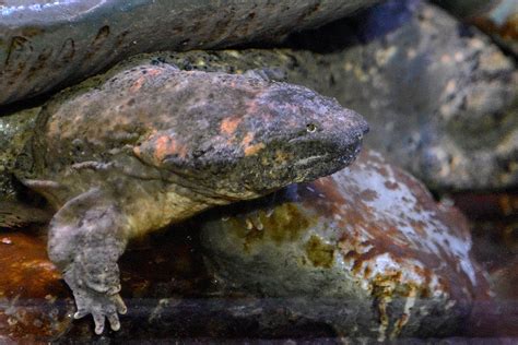  Hellbender! A Marvelously Slimy Salamander Hiding in Clear Mountain Streams