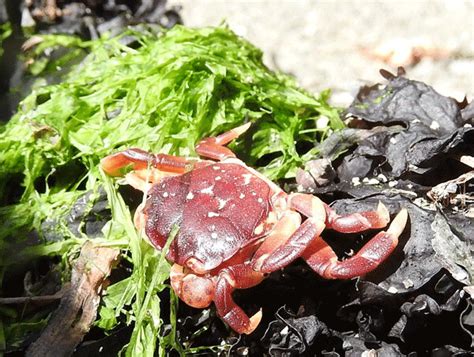  Hermit Crab: A Master of Borrowed Homes Navigating the Tide Pools with Style!