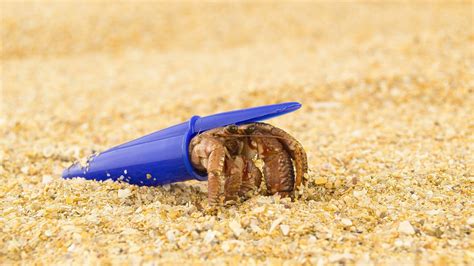  Hermit Crabs: Masters of Recycled Shells with an Astounding Ability to Switch Homes!