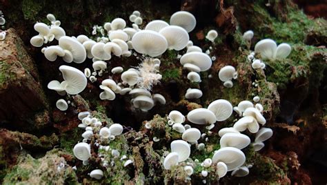 Heterostelium: This Amazing Amoebozoan Thrives on Decomposing Leaves, Forming Stunning Multicellular Structures!