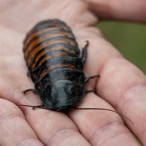  Hissing Cockroach Millipede: An Astonishingly Armored Arthropod Known for its Defensive Display!