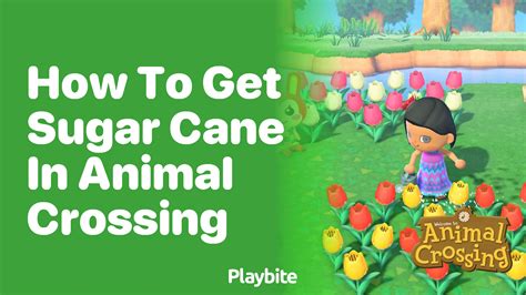 How to Get Sugarcane in Animal Crossing: A Comprehensive Guide and the Mysterious Connection to Time Travel