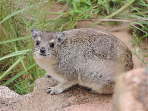  Hyrax! This Furry Herbivore That Resembles a Guinea Pig Is Surprisingly More Closely Related To Elephants