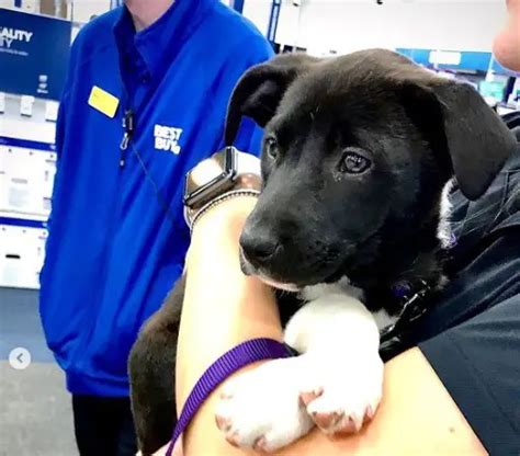 is best buy pet friendly, or is it just a marketing gimmick to attract animal lovers?