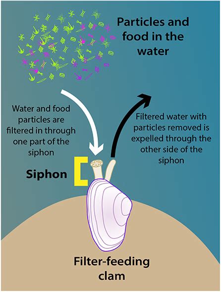  Lancet: This Shell-Covered Creature Lives on the Ocean Floor, Thriving in Shallow Waters and Using a Siphon to Filter its Food!