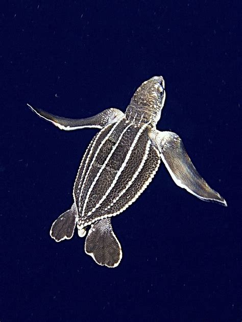 Leatherback Sea Turtle: An Ancient Wanderer With Shell-Shocking Size And Oceanic Adaptability!