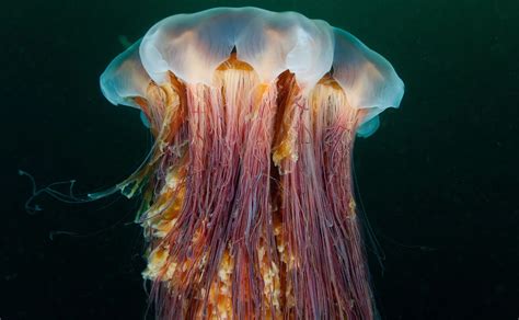  Lion's Mane Jellyfish: A Miniature Underwater City That Packs a Punishing Sting!