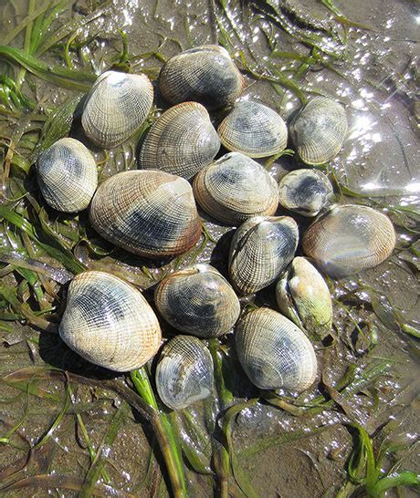  Littleneck Clam: Combining Exquisite Shell Patterns With Remarkable Adaptability To Diverse Coastal Environments!