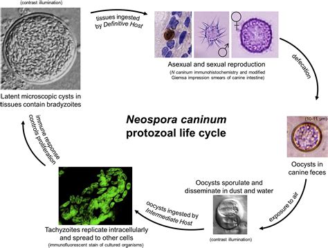 Neospora Caninum: A Microscopic Marvel That Lurks Within the Animal Kingdom!