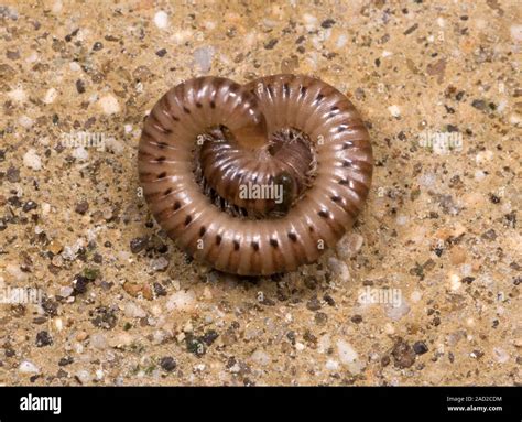  Norfolk Millipede: A Tiny Treasure Unearthing the Secrets of Decay! 