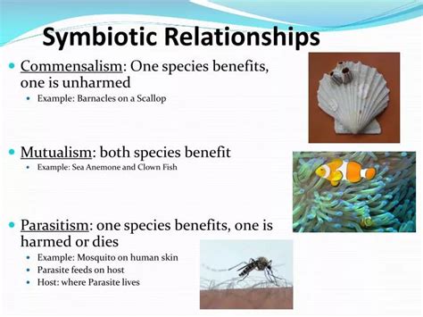 Ocean-Dwelling Tubeworm! This Benthic Dweller With Remarkable Symbiotic Relationships Is A Wonder Of Nature