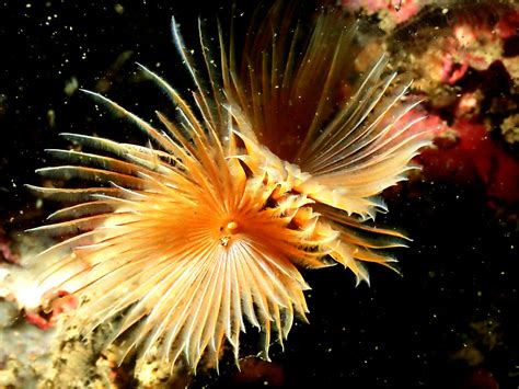 Ocean Wanderer: Can This Feathery Worm Really Fly Through the Water?