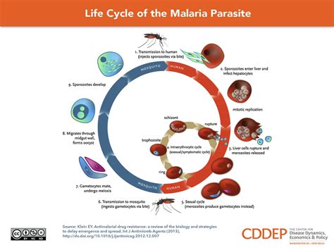  Ookinete! A Tiny Parasite With an Outsized Impact on Malaria Transmission