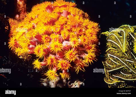  Orange Cup Coral: A Colorful Underwater Cocktail Party With Tiny Tentacles!