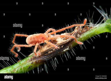  Pauropods: Unveiling the Secrets of These Tiny, Velvet-Covered Arachnids!