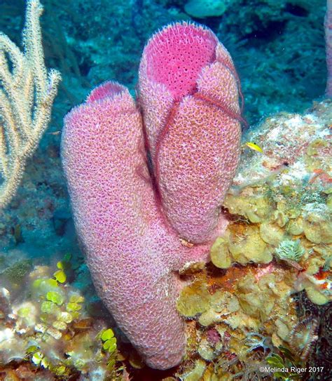  Purple Vase Sponge! A Master of Disguise Thriving In Shallow Reefs