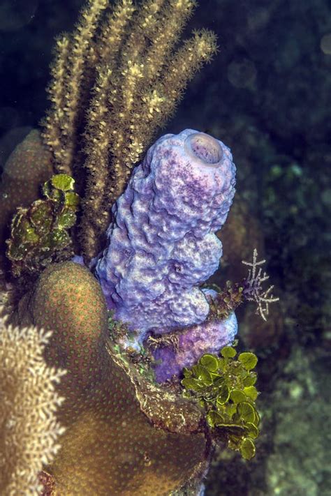 Purple Vase Sponge: This Remarkable Underwater Architect Lives Its Life Filtering Tiny Food Particles From the Water Column!