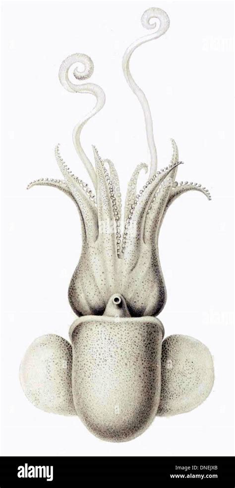 Quasimotochaeta! This Unique Mastigophora Species Boasts Both Microscopic Proportions and Remarkable Evolutionary Adaptations