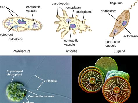  Quizzing Your Knowledge: A Single-Celled Wonder – Quadrispina - Thrives in Diverse Aquatic Environments!