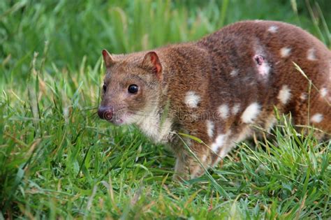 Quoll! A Carnivorous Marsupial Delight Embracing Solitary Nights and Foraging Prowess