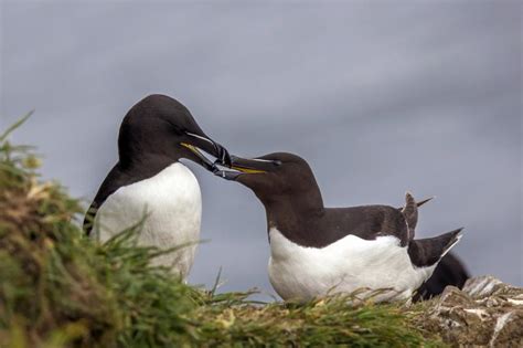 Razorbill! A Masterful Diver with an Elegant Black-and-White Suit and Surprisingly Loud Vocalizations