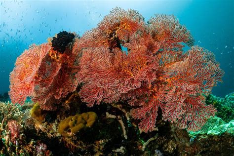  Red Gorgonian! A Soft Coral that Defies Expectations through its Symbiotic Relationships and Remarkable Resilience